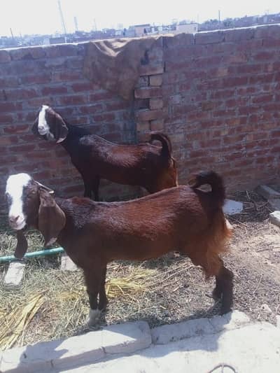 for sale