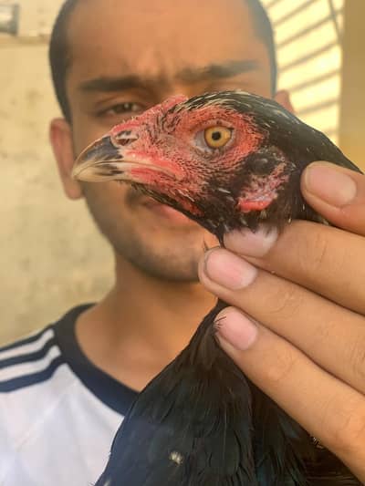 high quality miawali aseel murgiya watsapp 03/29/59/19/163