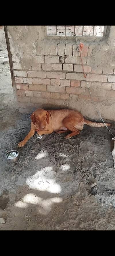 pointer and lab cross breeder female available for sale