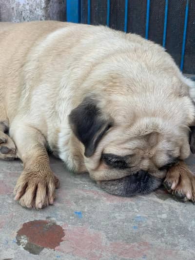 Adorable Female Pug, 27 Months Old Avl For new home