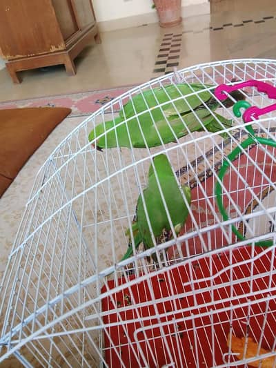 Green neck parrots for sale