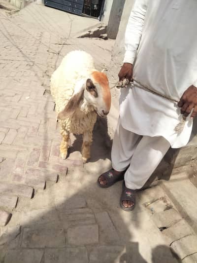 Sheep 