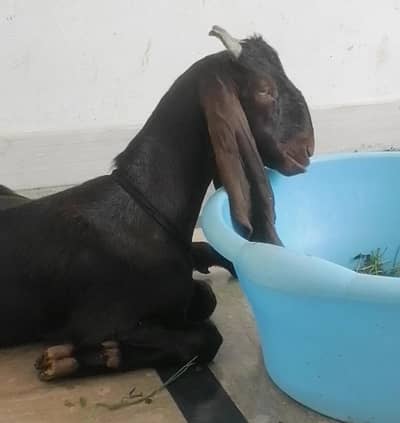 Goat for qurbani