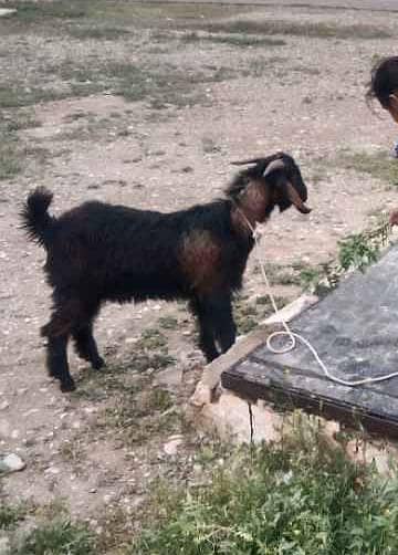 Bakra