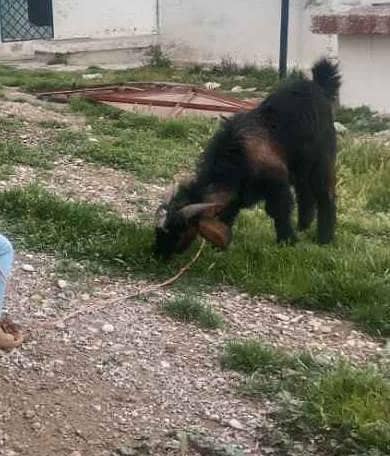 Bakra 1