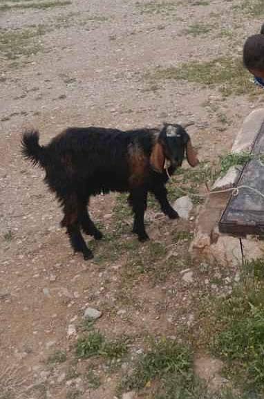 Bakra 2