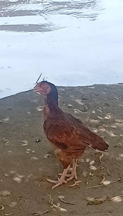 double hadi female