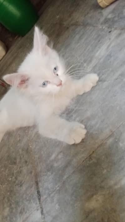 Persian cat
