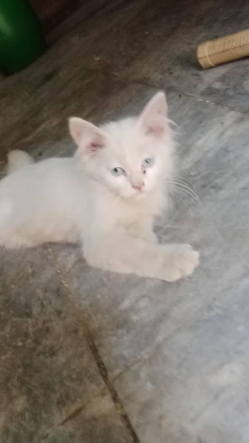 Persian cat 1
