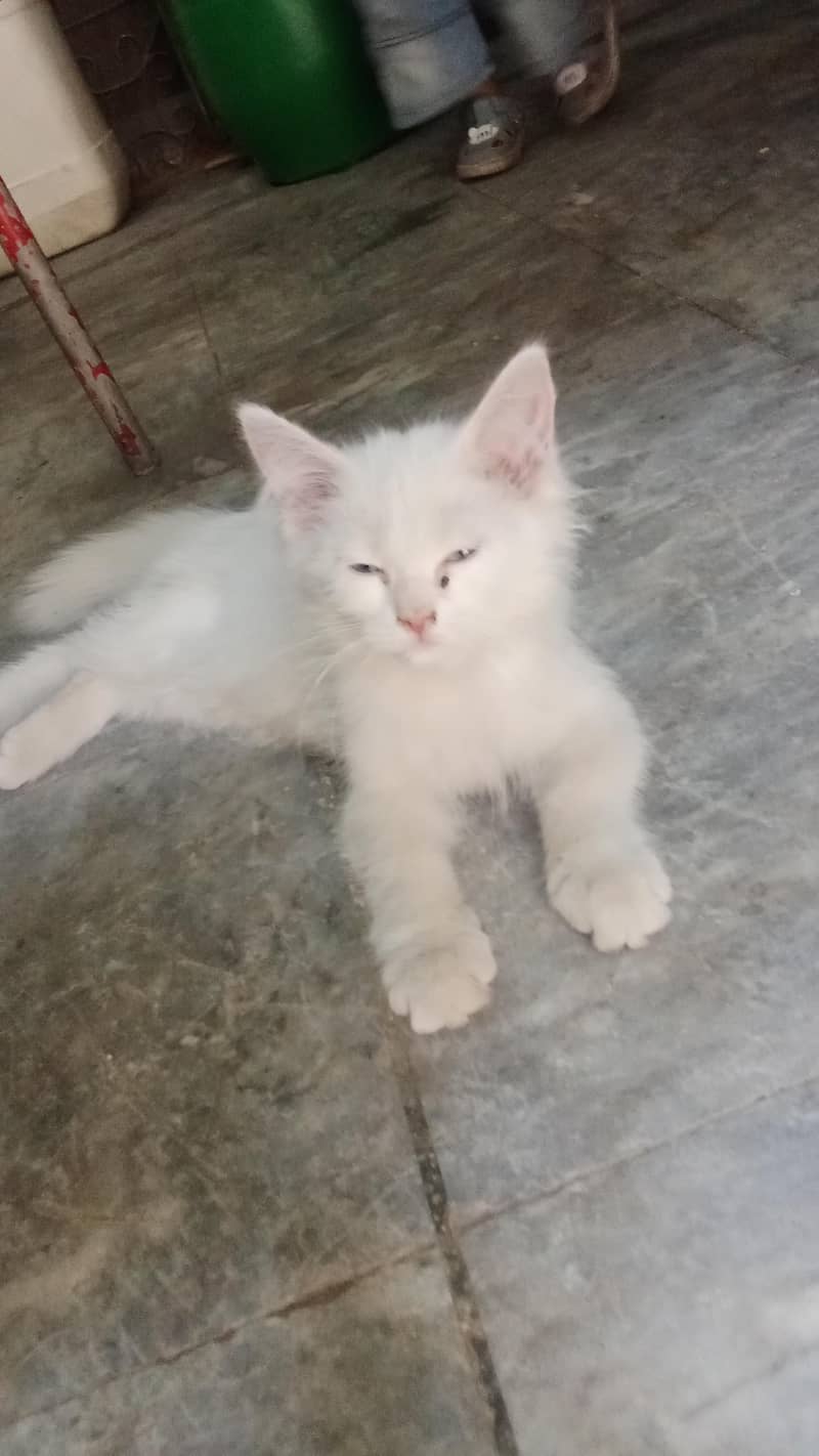 Persian cat 2