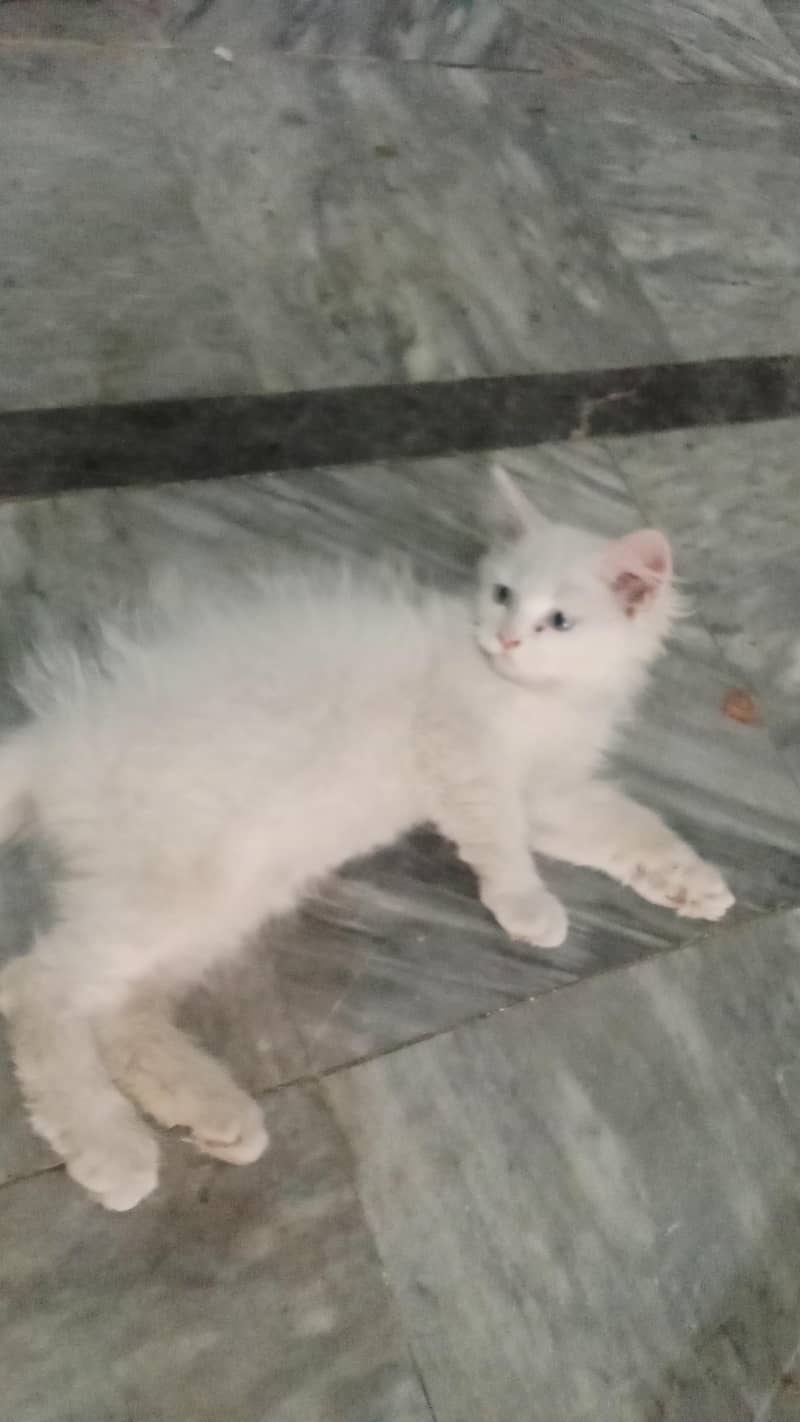 Persian cat 3