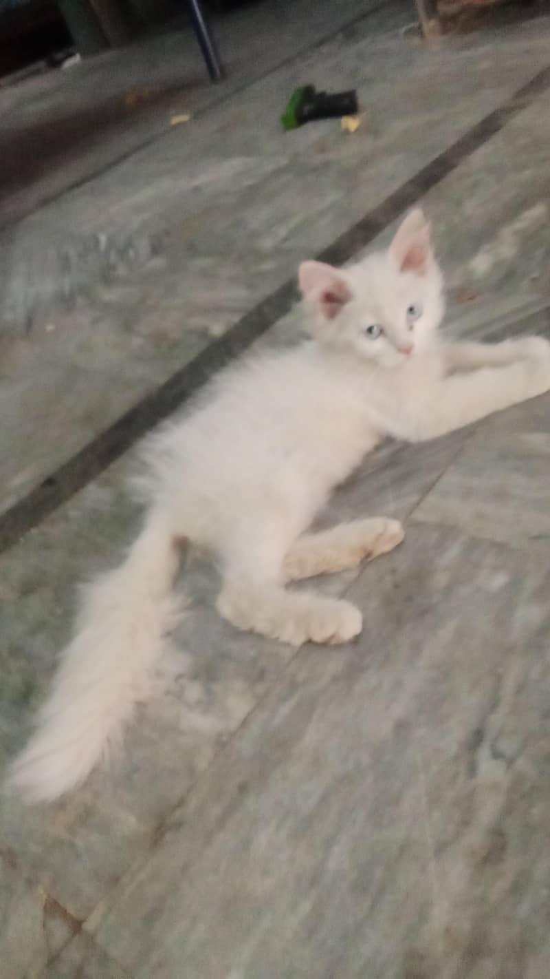 Persian cat 4