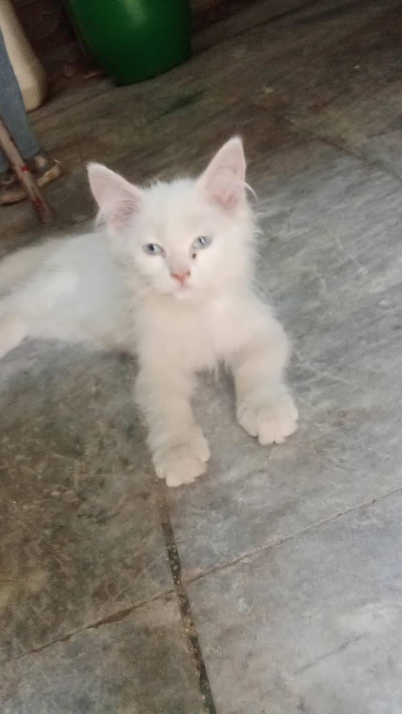 Persian cat 5
