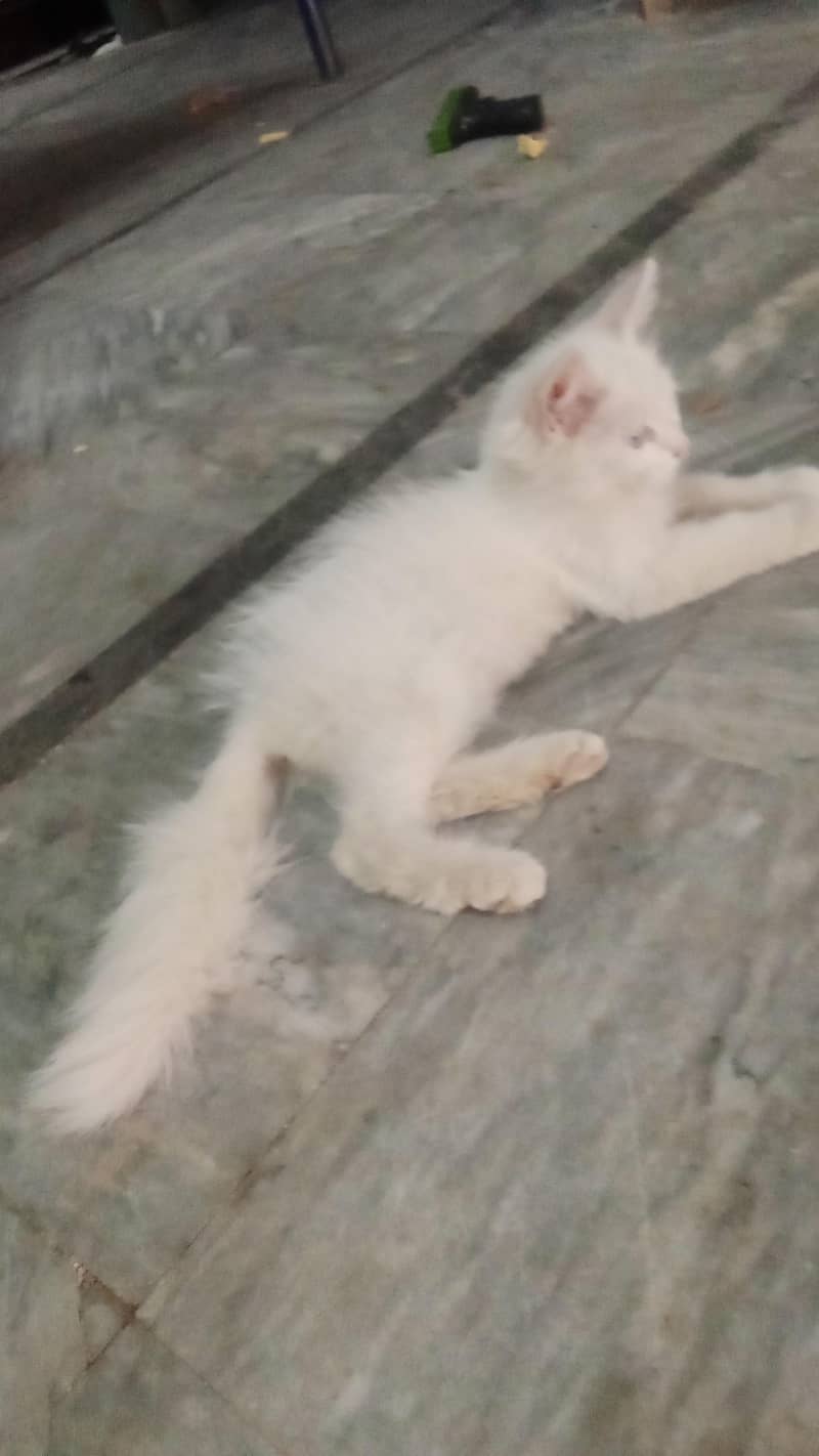Persian cat 6