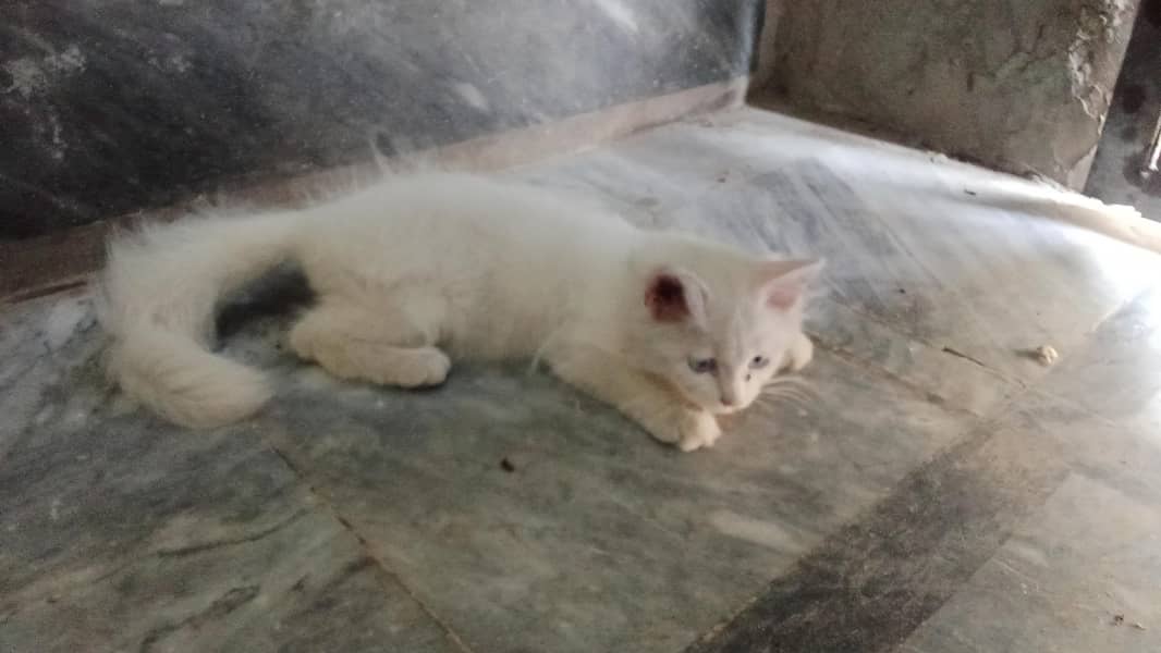 Persian cat 7
