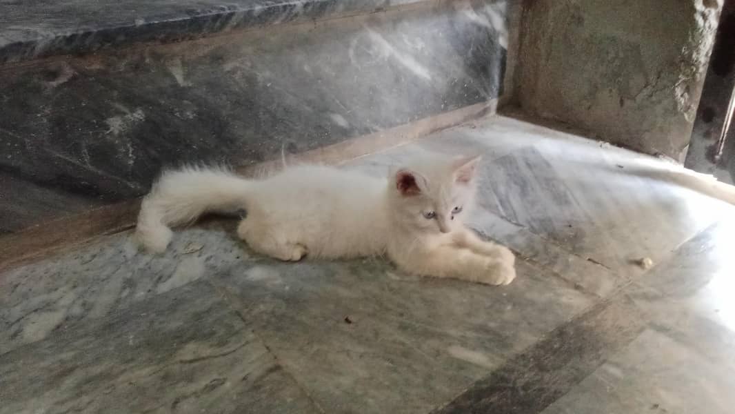 Persian cat 8
