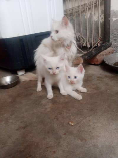 Cat babies