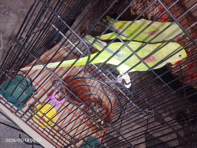 raw talking parrot for sale 03340658699