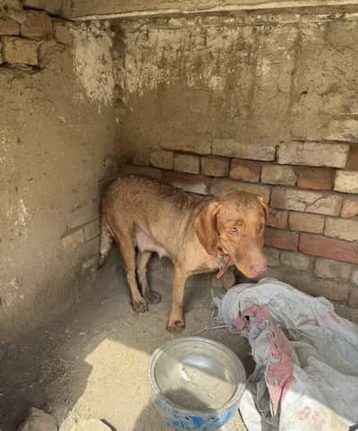 pointer breeder female available for sale with one male puppy