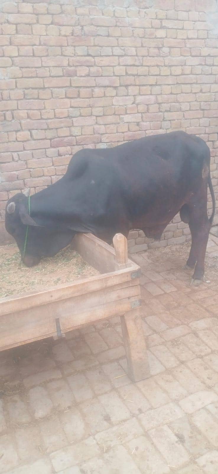 قربانی کے جانور 2