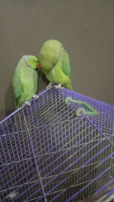 Beautiful Indian Raw Parrots urgent sake due to house shift