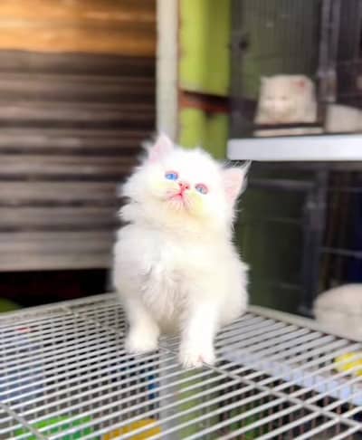 Beautiful persian kittens Available  for sale