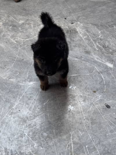 German shepherd puppy