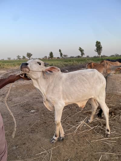 Other animals