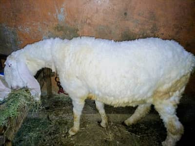 Sheep|Dumba