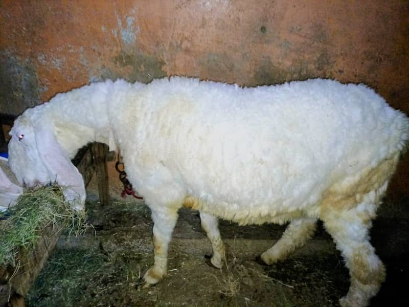Sheep|Dumba 0