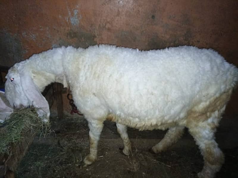 Sheep|Dumba 1