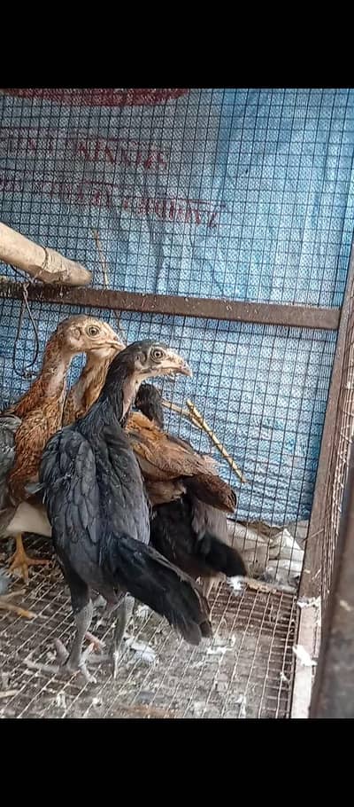 Thai Burmi Dragon Heera Parmoz Chick's Healthy Active