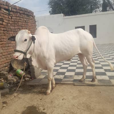 for sale 2 can't pure white pink nose fathejangi bull demand 5 50 k