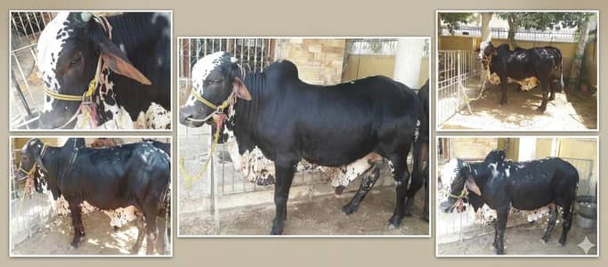 cow / Bachra / desi bachre /Qurbani ka janwar 2026
