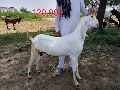 Goat / bakra / desi bakra / dondy bakry / bakray avaible for qurbani /