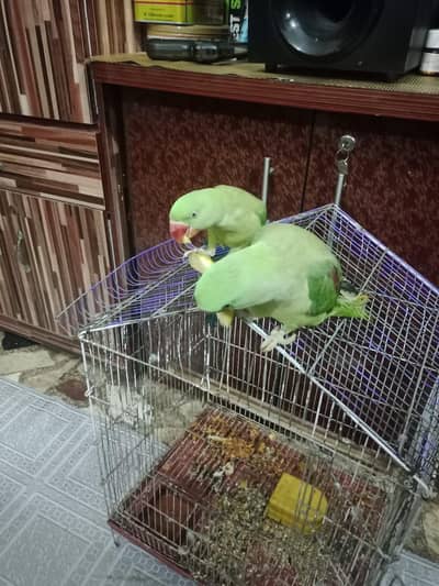 Beautiful Indian Raw Parrots urgent sake due to house shift
