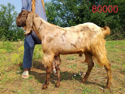Goat / bakra / desi bakra / dondy bakry / bakray avaible for qurbani