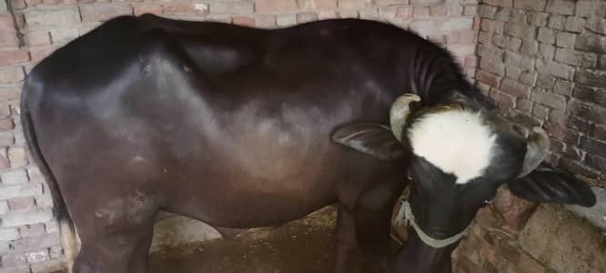 Male Buffalo for sell