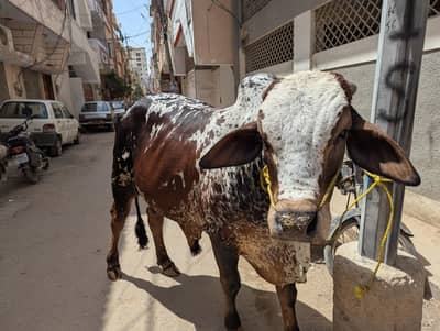 cholistani bachra 2 dant
