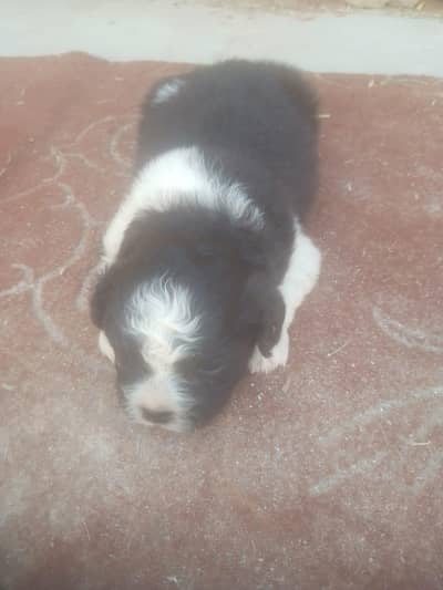 Shitzu Puppies