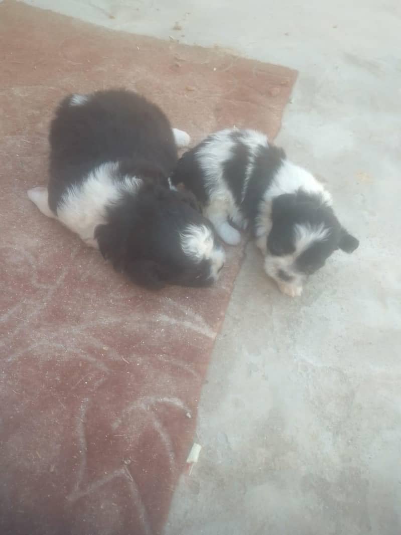 Shitzu Puppies 1