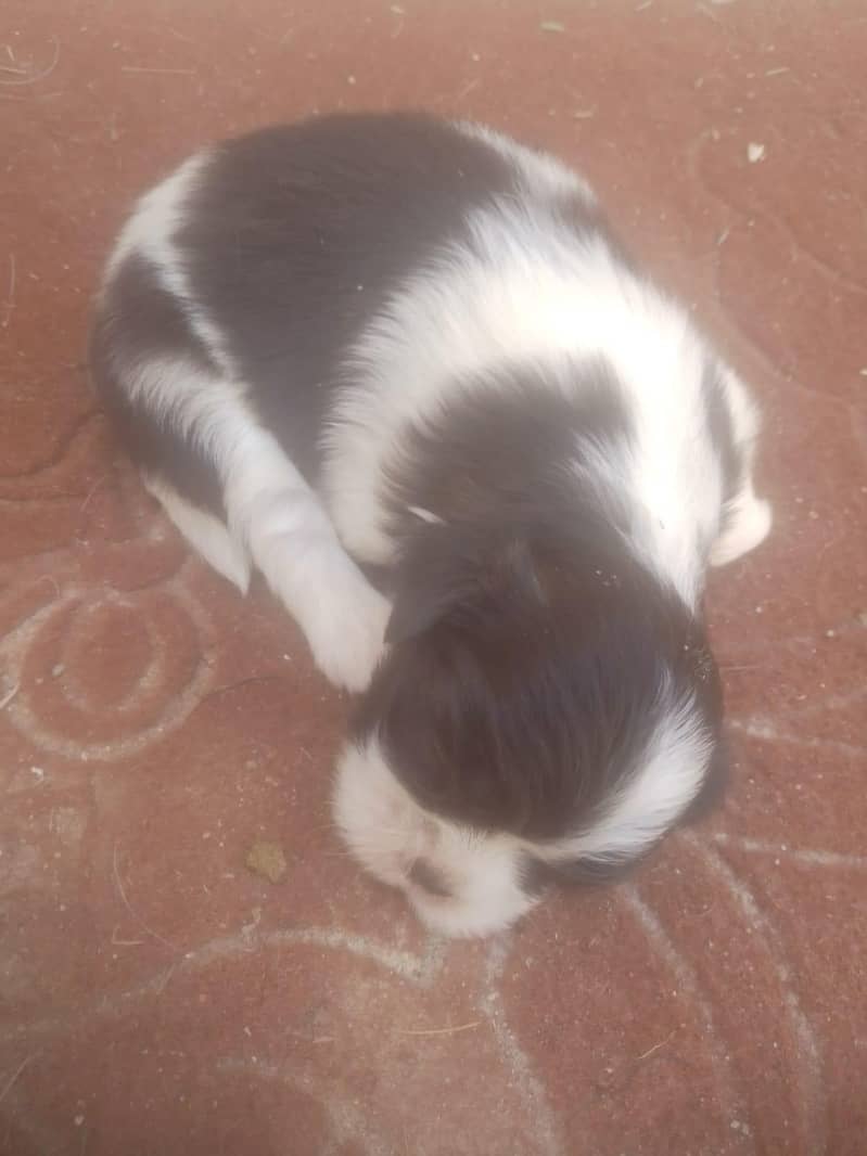 Shitzu Puppies 2