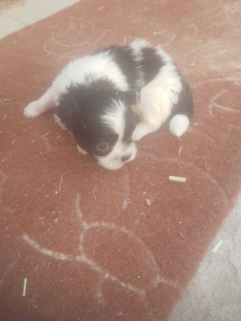Shitzu Puppies 3