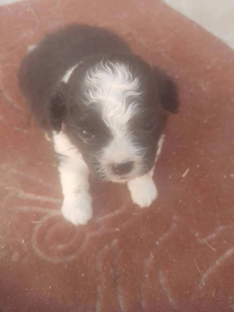 Shitzu Puppies 4