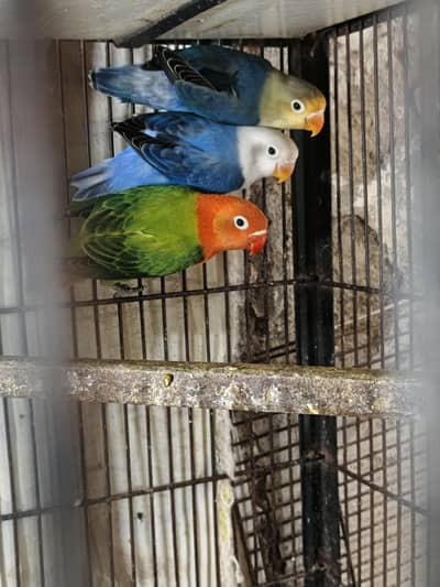 Mix Colour Love Birds Breeder  & pathay