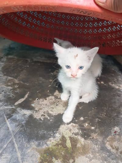 persion cats