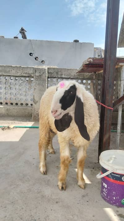 Qurbani Sheep | Bakra | Sheep | Sheep / بکرا / Desi Chatra