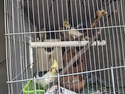 7 cocktails , 2 love birds and 12 budgies