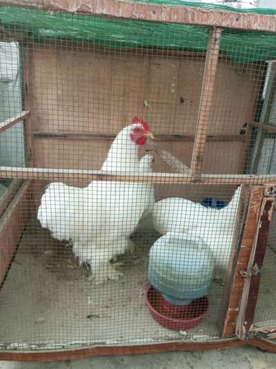 egg laying white pekin banatm are available for sale