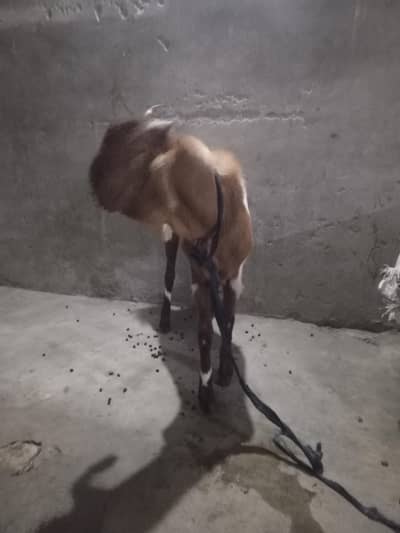 two goats for sale